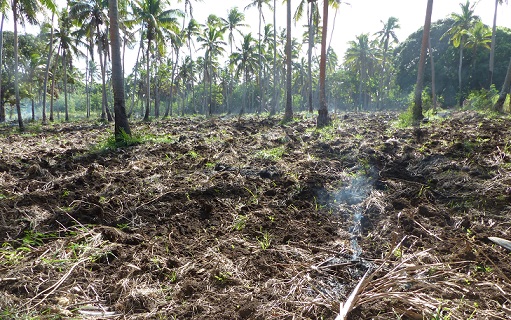Burnt understory stubble in a coconut plantation, Tongatapu